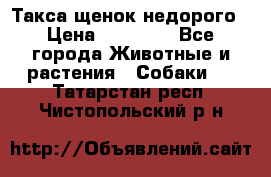 Такса щенок недорого › Цена ­ 15 000 - Все города Животные и растения » Собаки   . Татарстан респ.,Чистопольский р-н